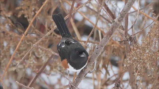 Eastern Towhee - ML649106577
