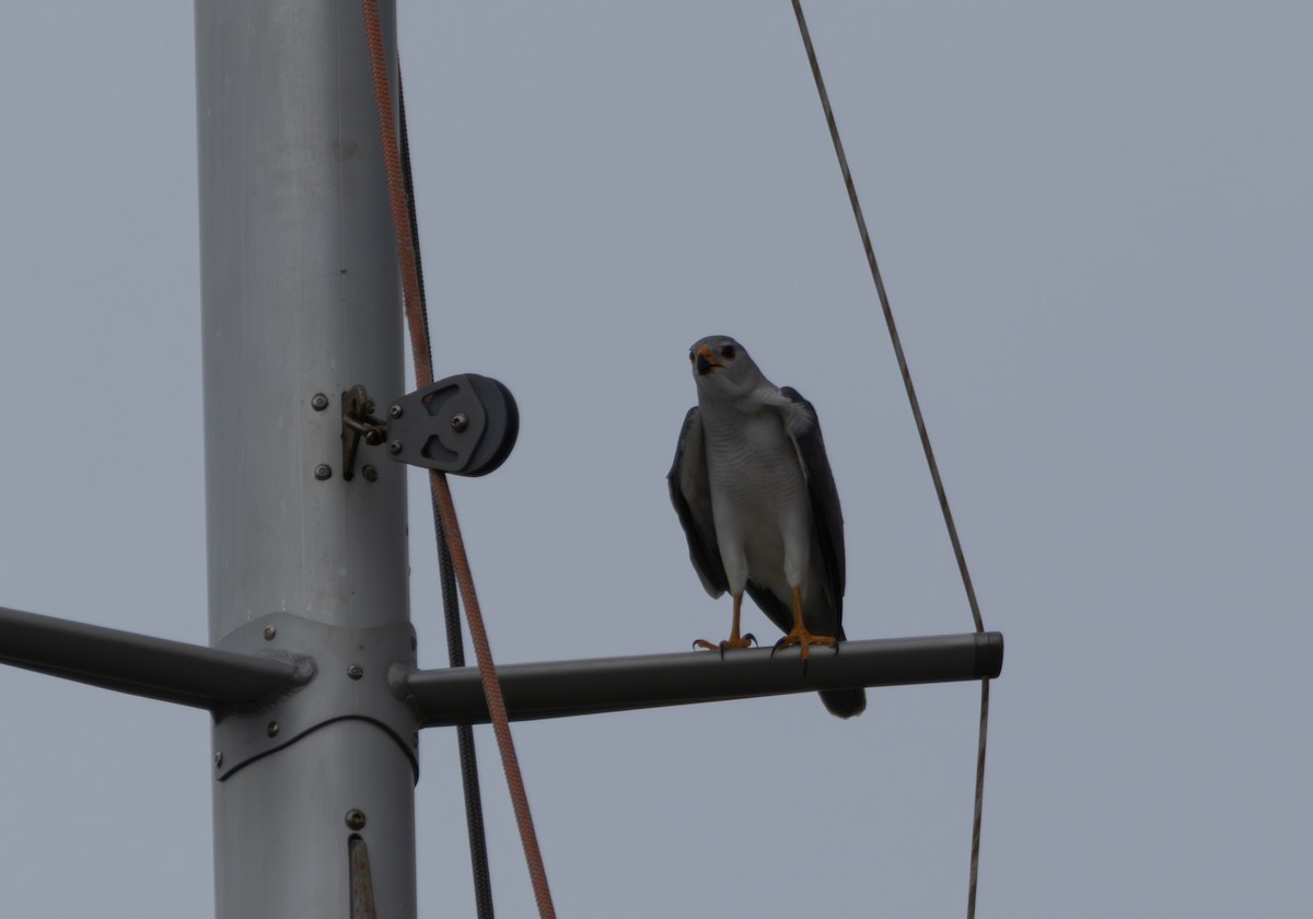 Gray Goshawk - ML649106623