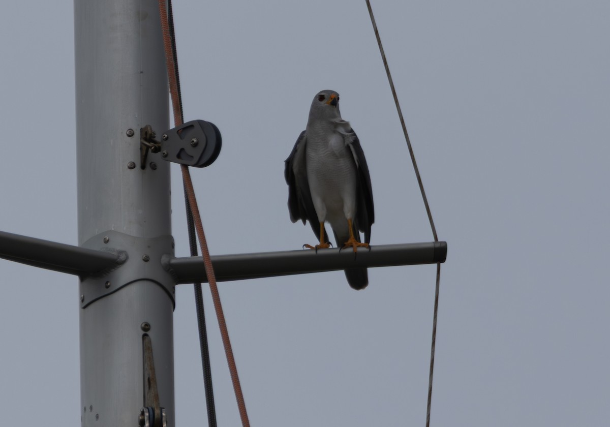 Gray Goshawk - ML649106624