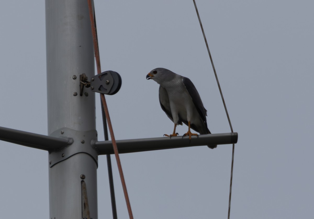 Gray Goshawk - ML649106625