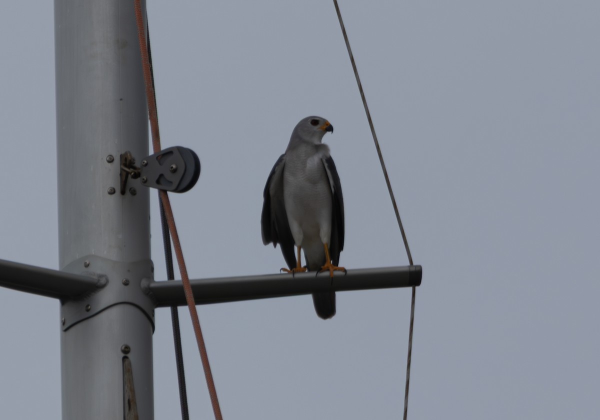 Gray Goshawk - ML649106627