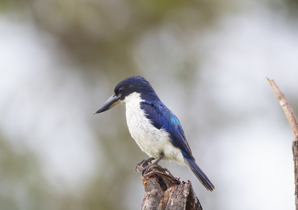 Forest Kingfisher - ML649106730