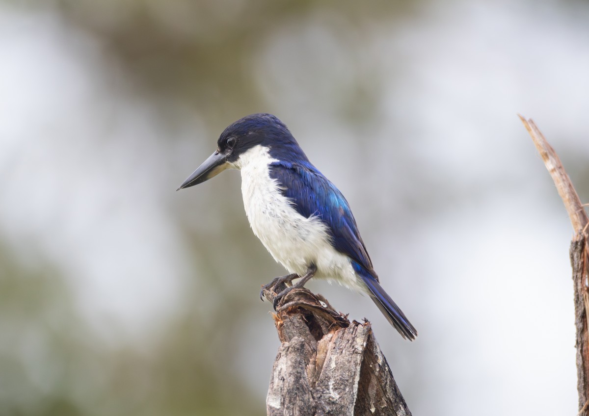 Forest Kingfisher - ML649106731