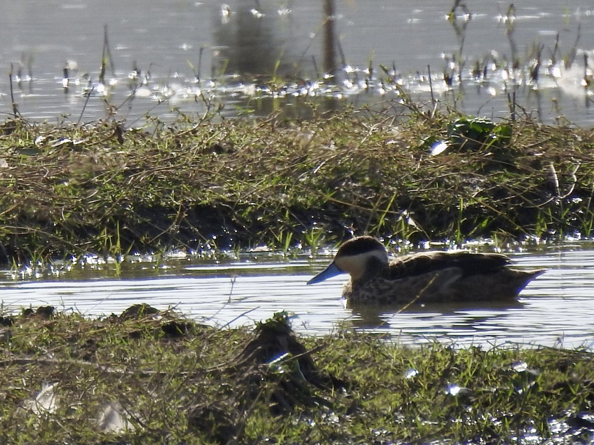 Sarcelle à bec bleu - ML649106753