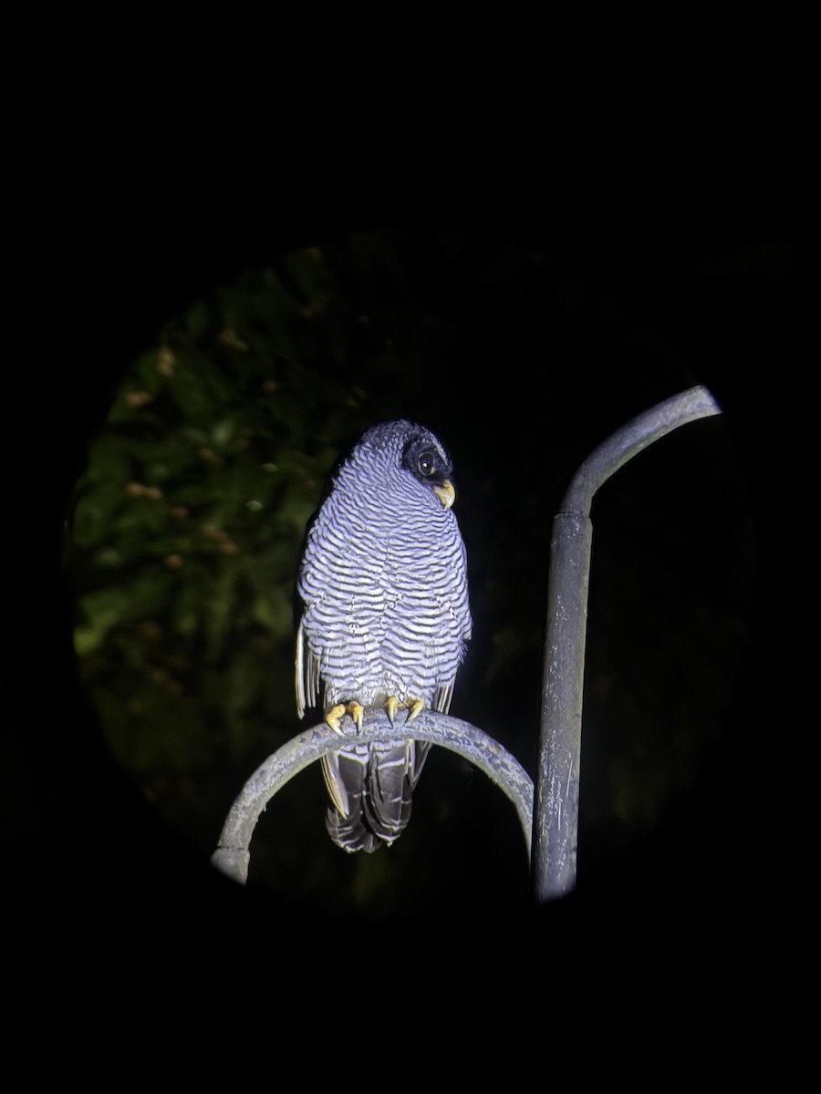 Cárabo Blanquinegro - ML649106837