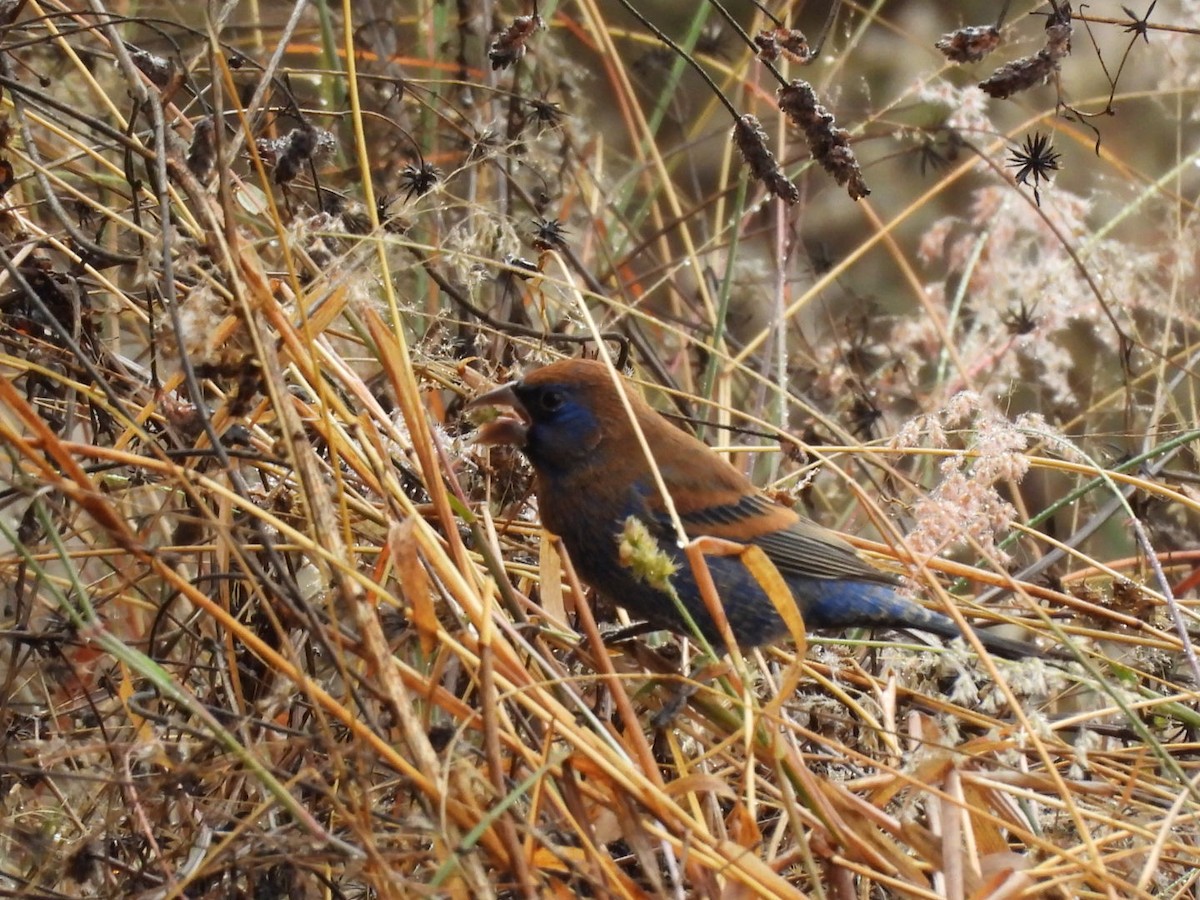 Blue Grosbeak - ML649106992