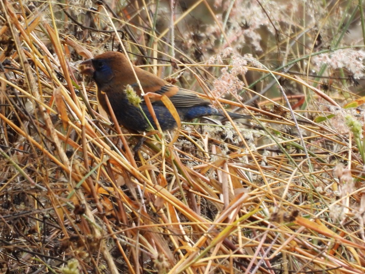 Blue Grosbeak - ML649106993