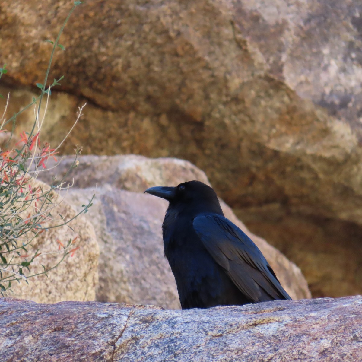 Common Raven - ML649107093