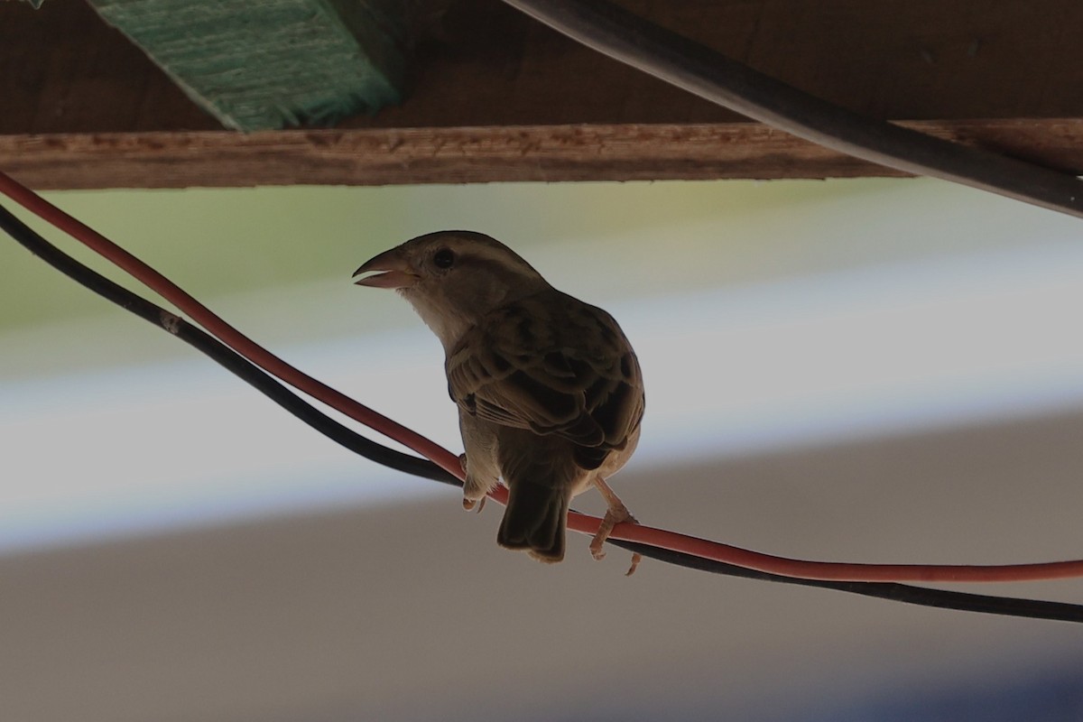 House Sparrow - ML649107244