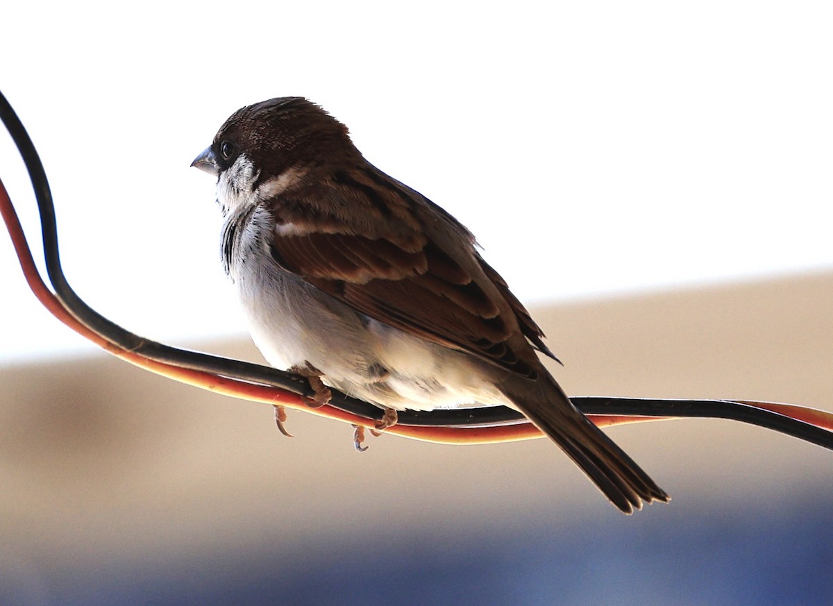 House Sparrow - ML649107245