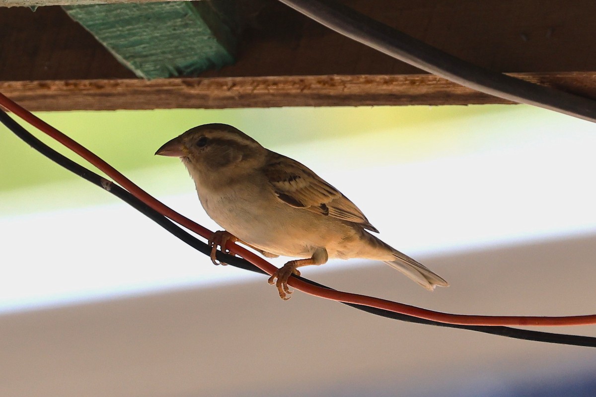 House Sparrow - ML649107246