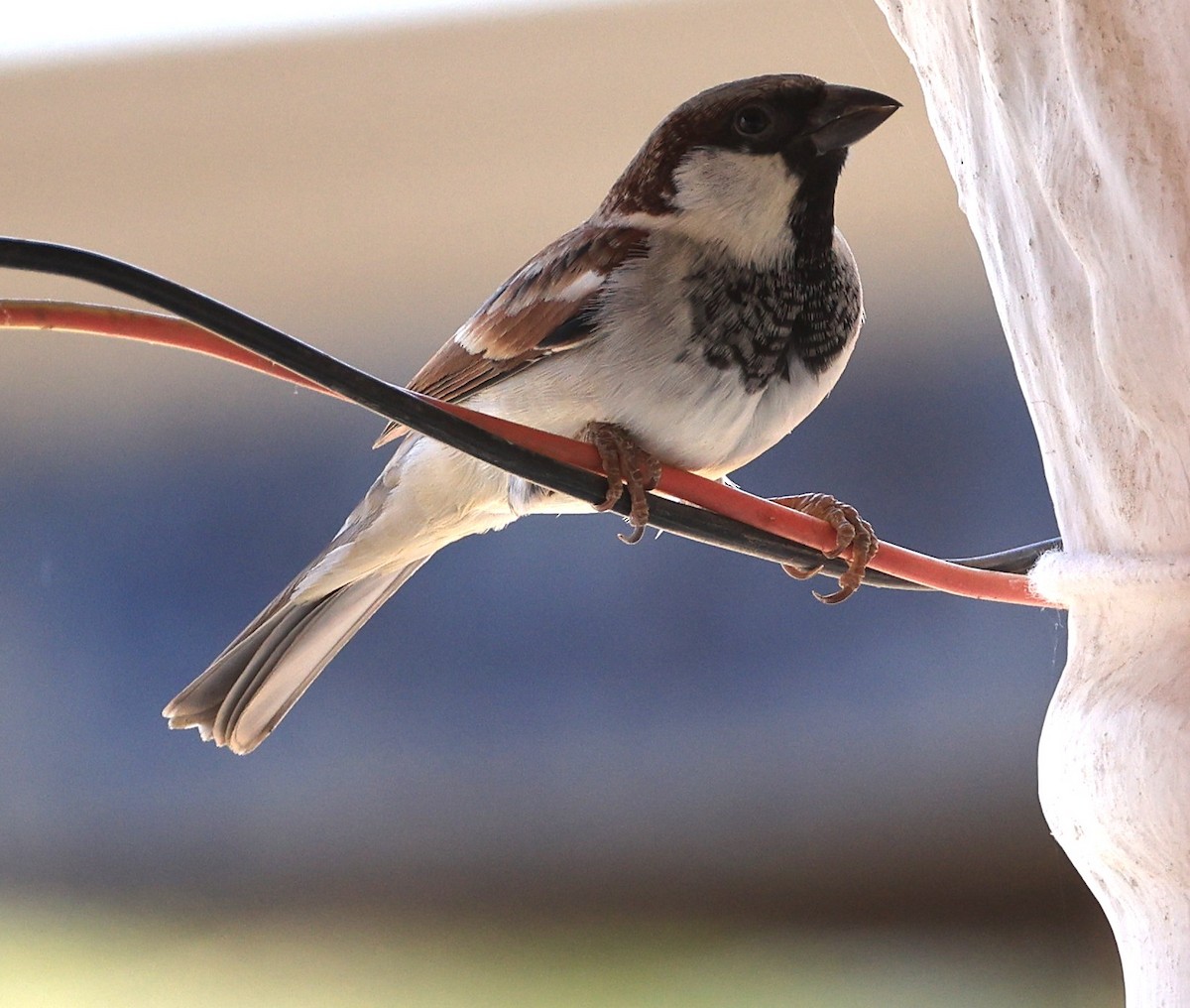 House Sparrow - ML649107247