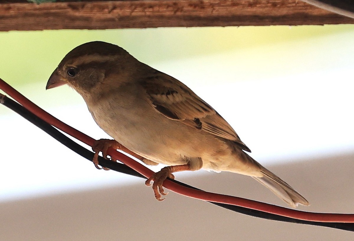 House Sparrow - ML649107248