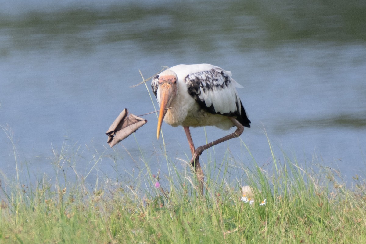 Hybride Tantale blanc x T. indien - ML649107397