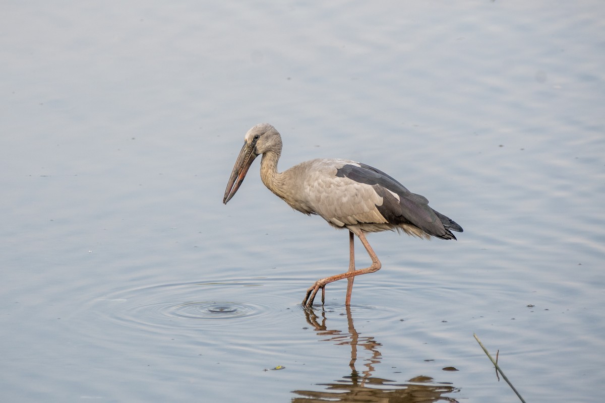 Bec-ouvert indien - ML649107504