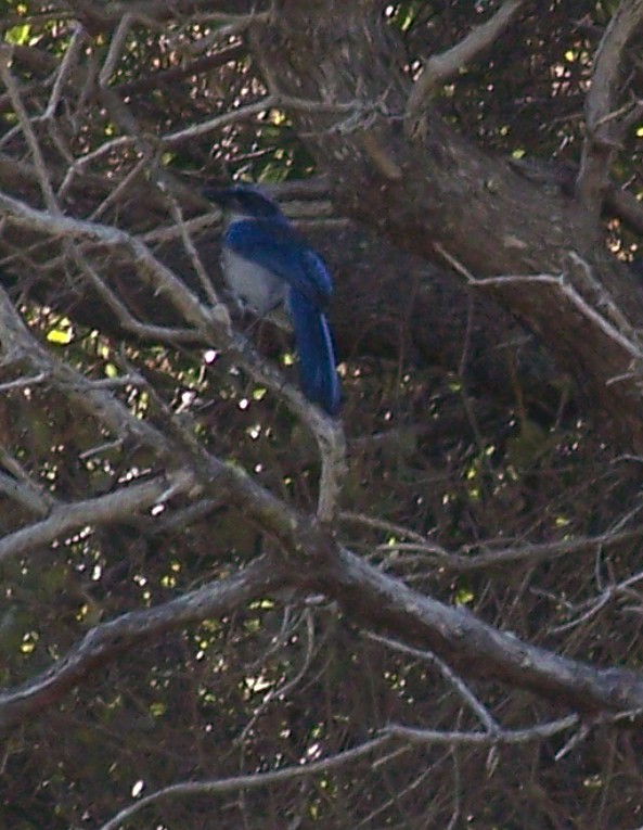 Island Scrub-Jay - ML649107505