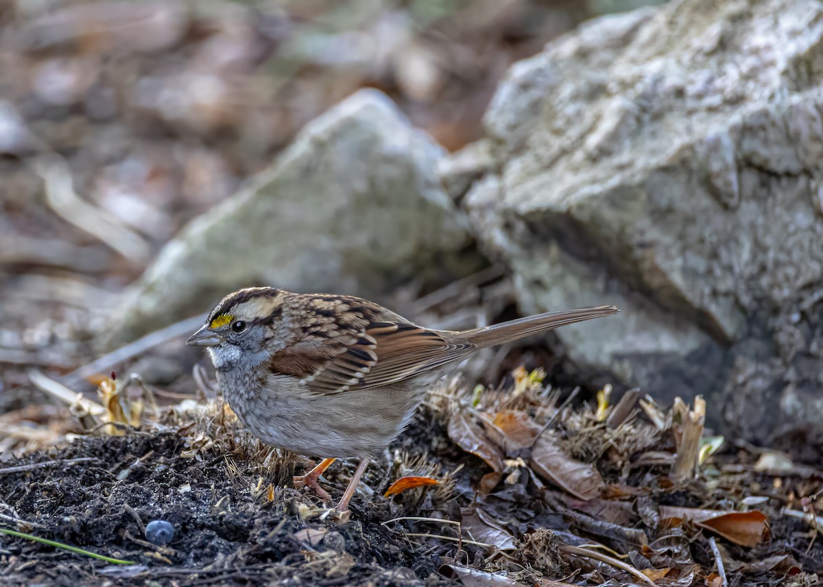 White-throated Sparrow - ML649107569