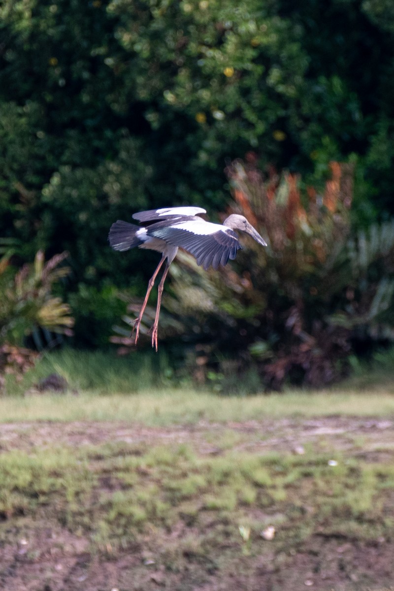 Bec-ouvert indien - ML649107579