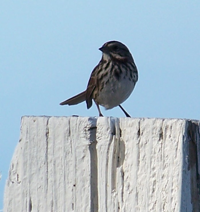 Song Sparrow - ML649107613