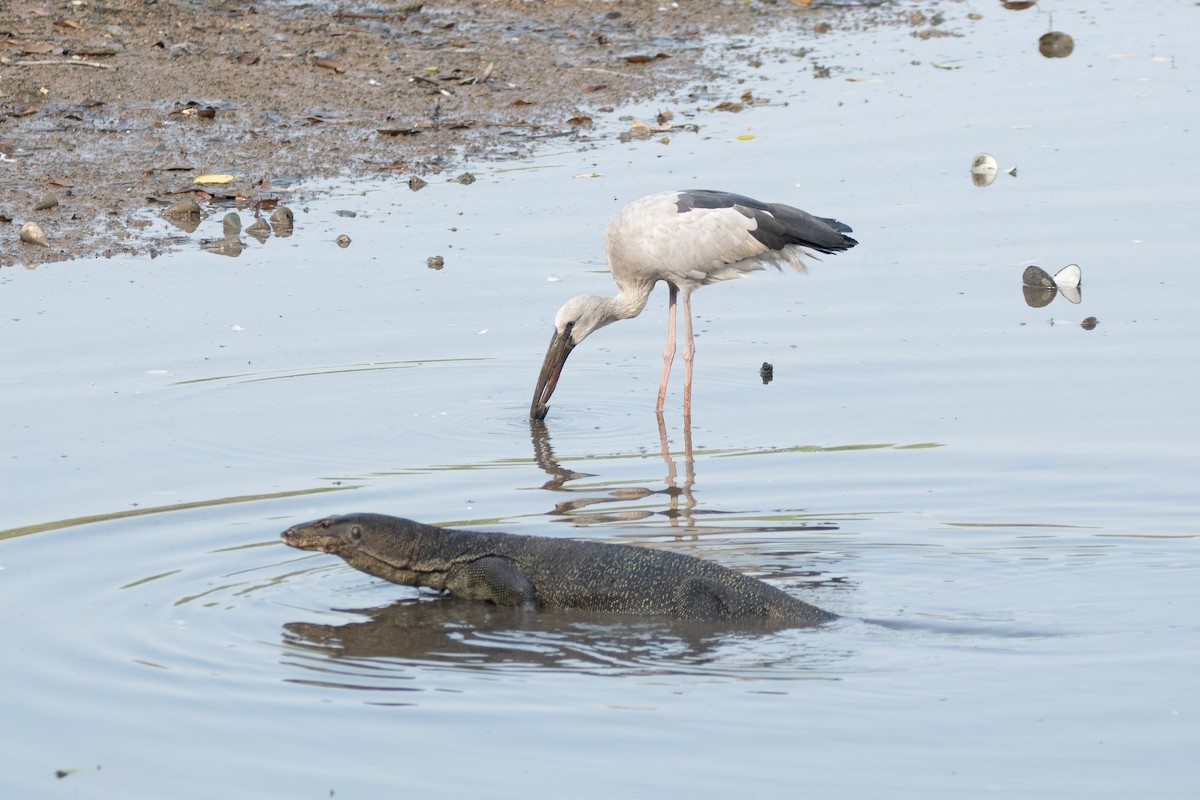 Bec-ouvert indien - ML649107629