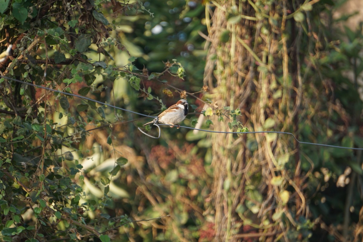 House Sparrow - ML649107832