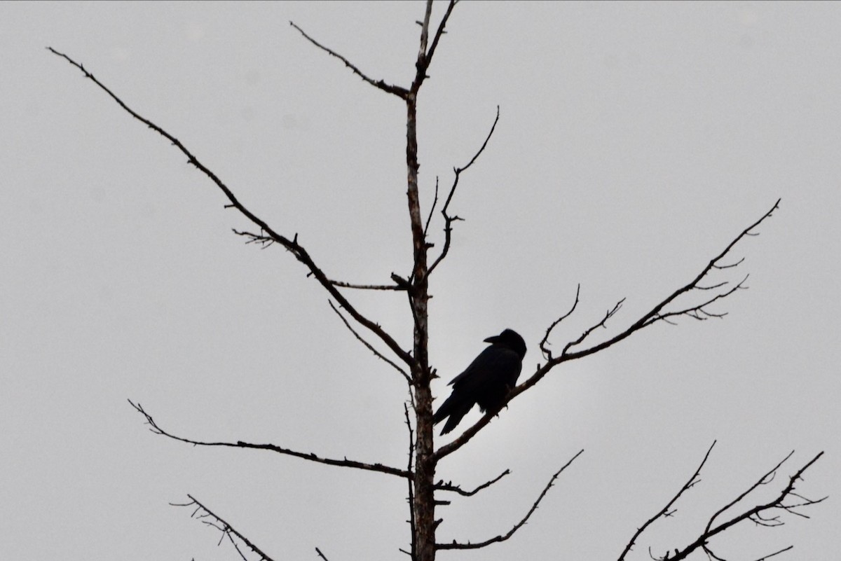 Common Raven - ML649107891