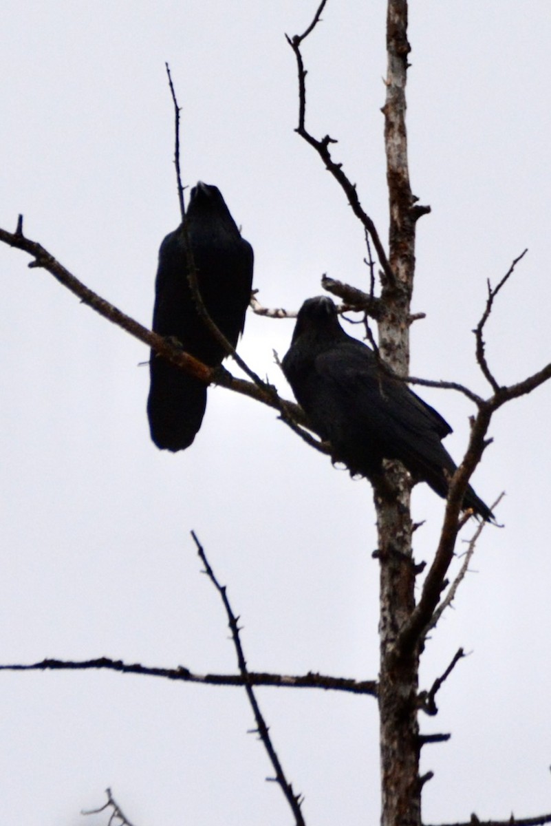 Common Raven - ML649107901