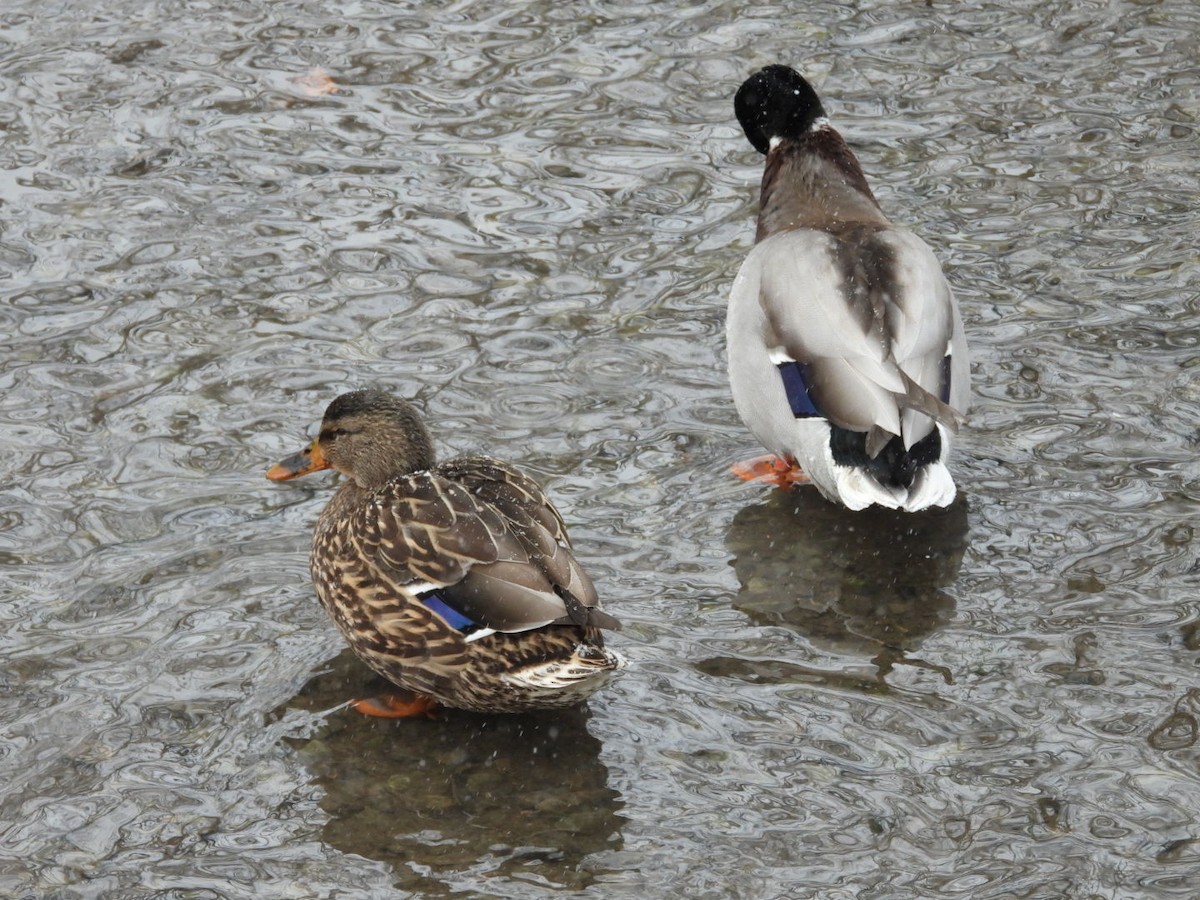 Mallard - Thierry Hoareau