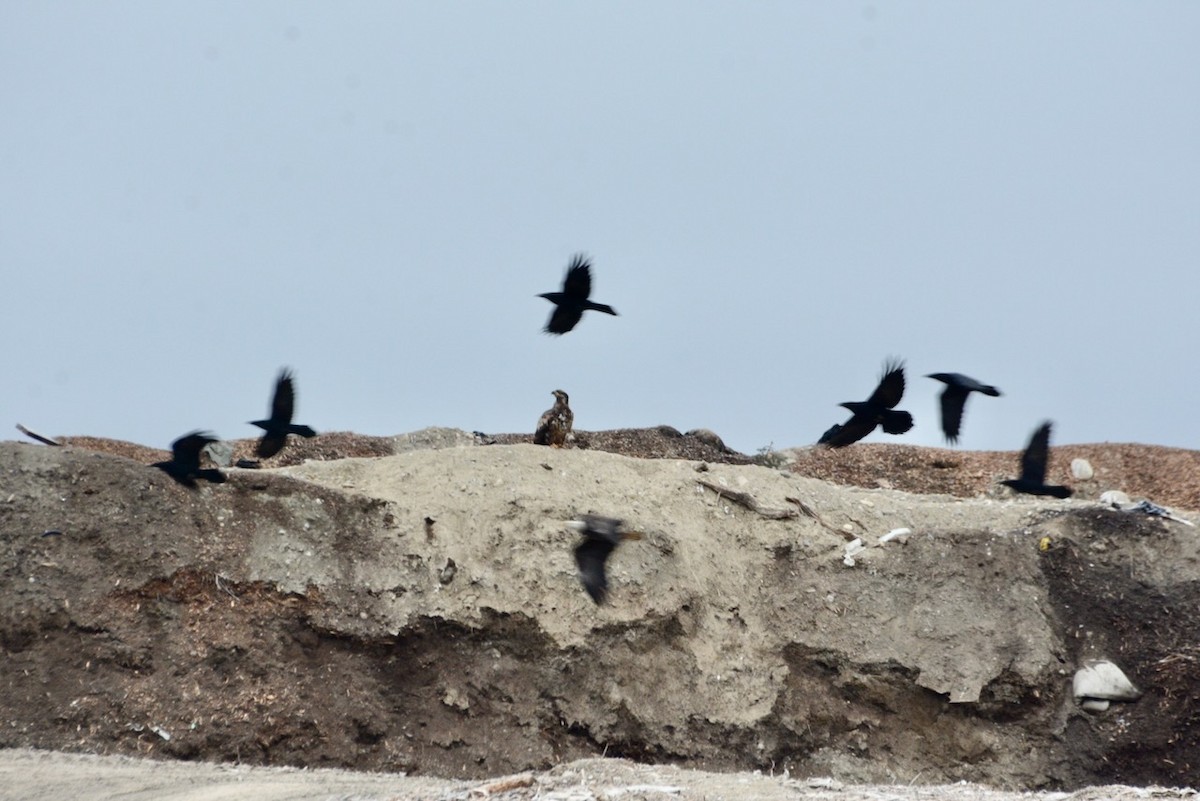 Common Raven - ML649107978