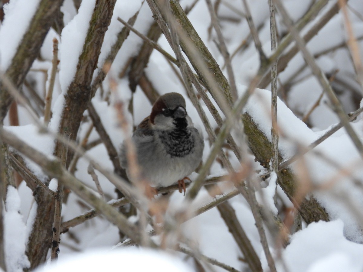 House Sparrow - ML649108012