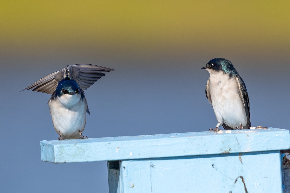 ミドリツバメ - ML649108052