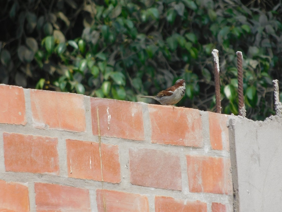 House Sparrow - ML649108107