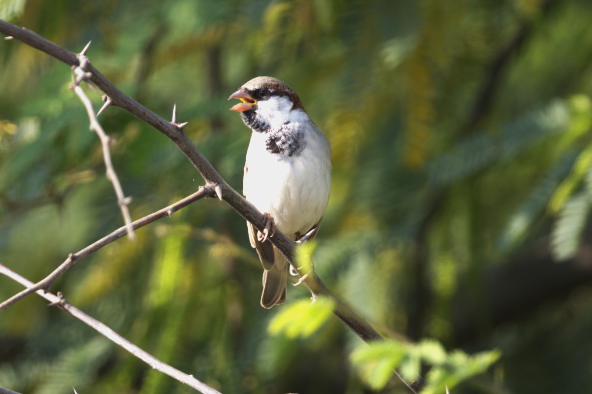 House Sparrow - ML649108286