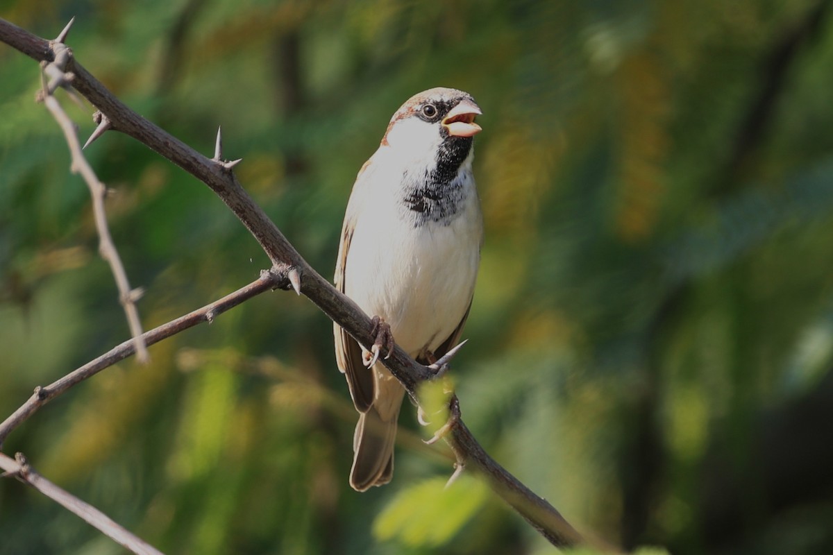 House Sparrow - ML649108287