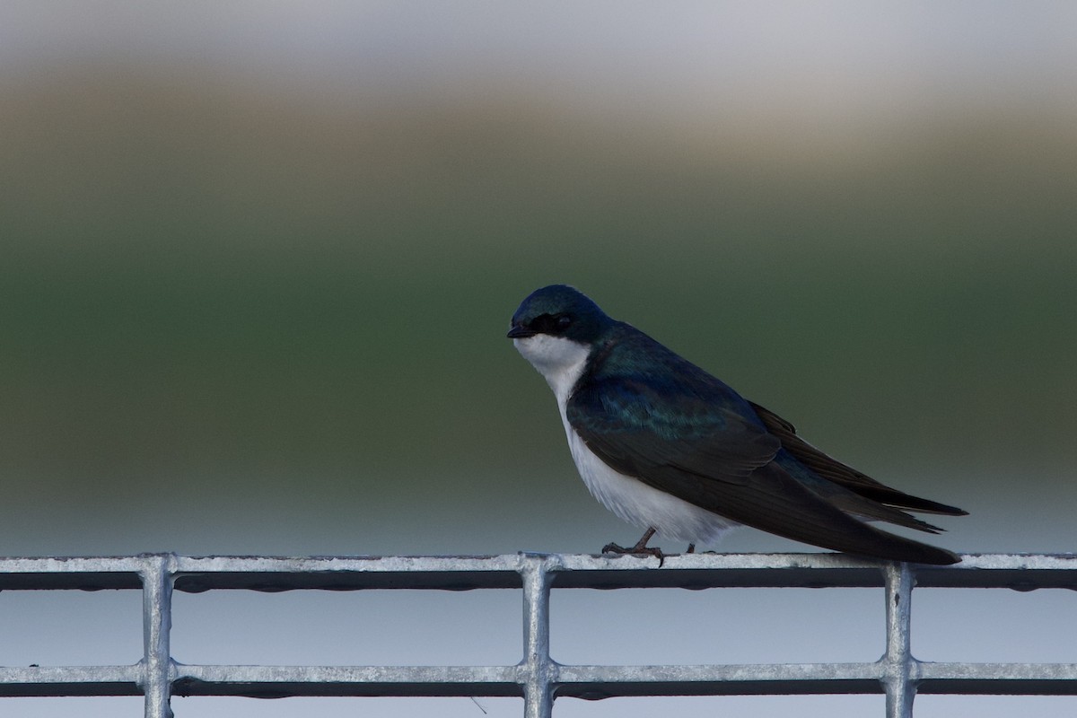 ミドリツバメ - ML649108642