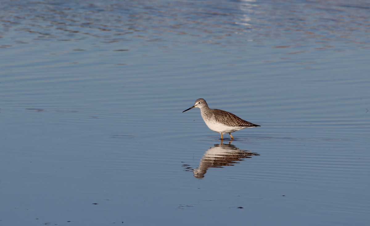 vodouš velký - ML649108672