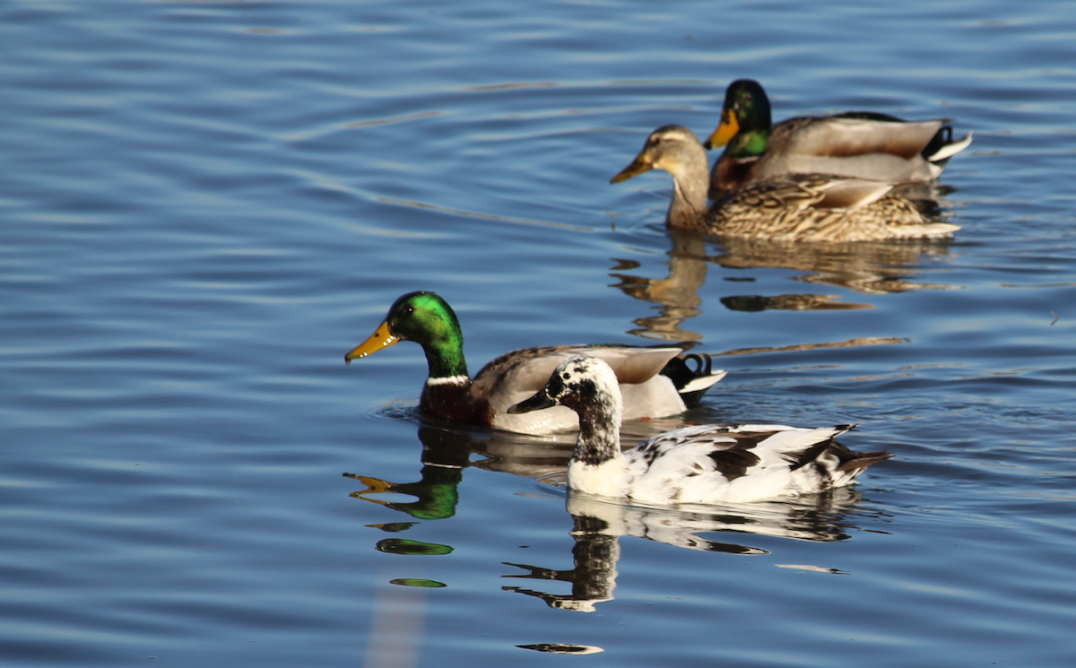 kachna divoká - ML649108788