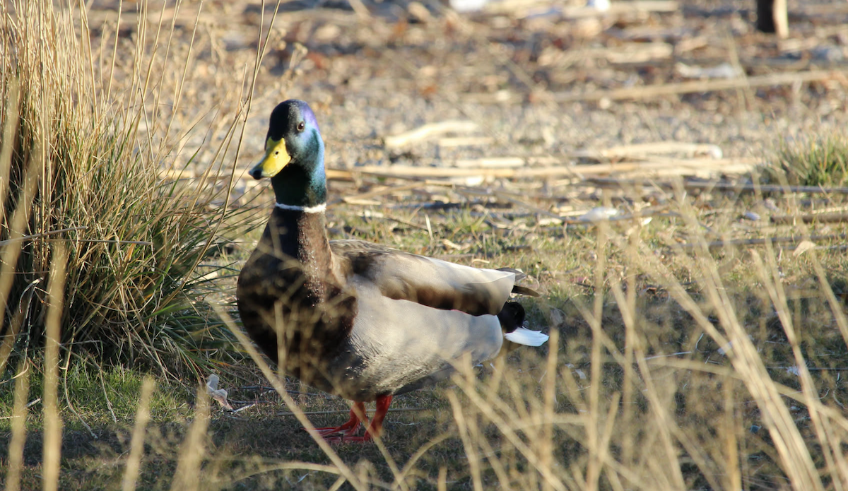 kachna divoká - ML649108817