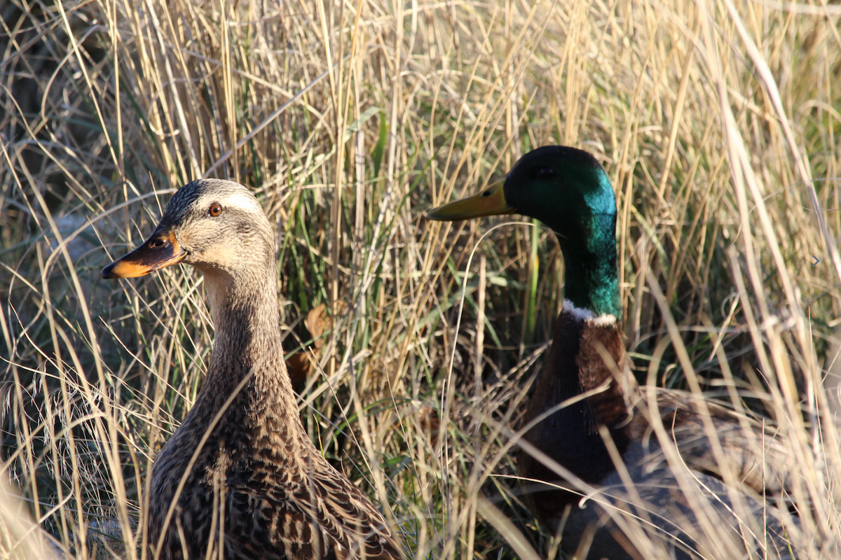 kachna divoká - ML649108832