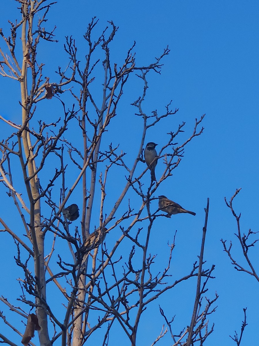 House Sparrow - ML649108902