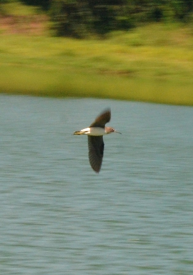 Solitary Sandpiper - ML649108903