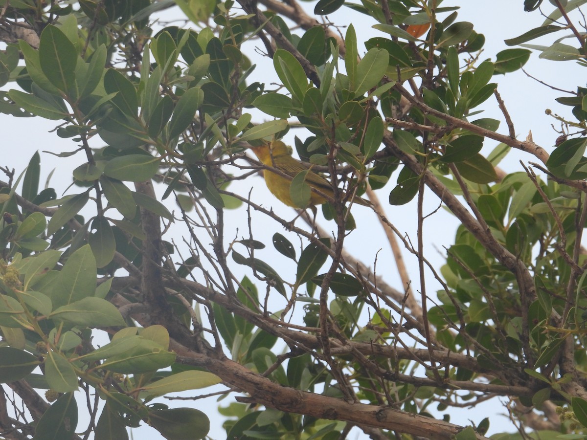 Northern/Mangrove Yellow Warbler - ML649108922