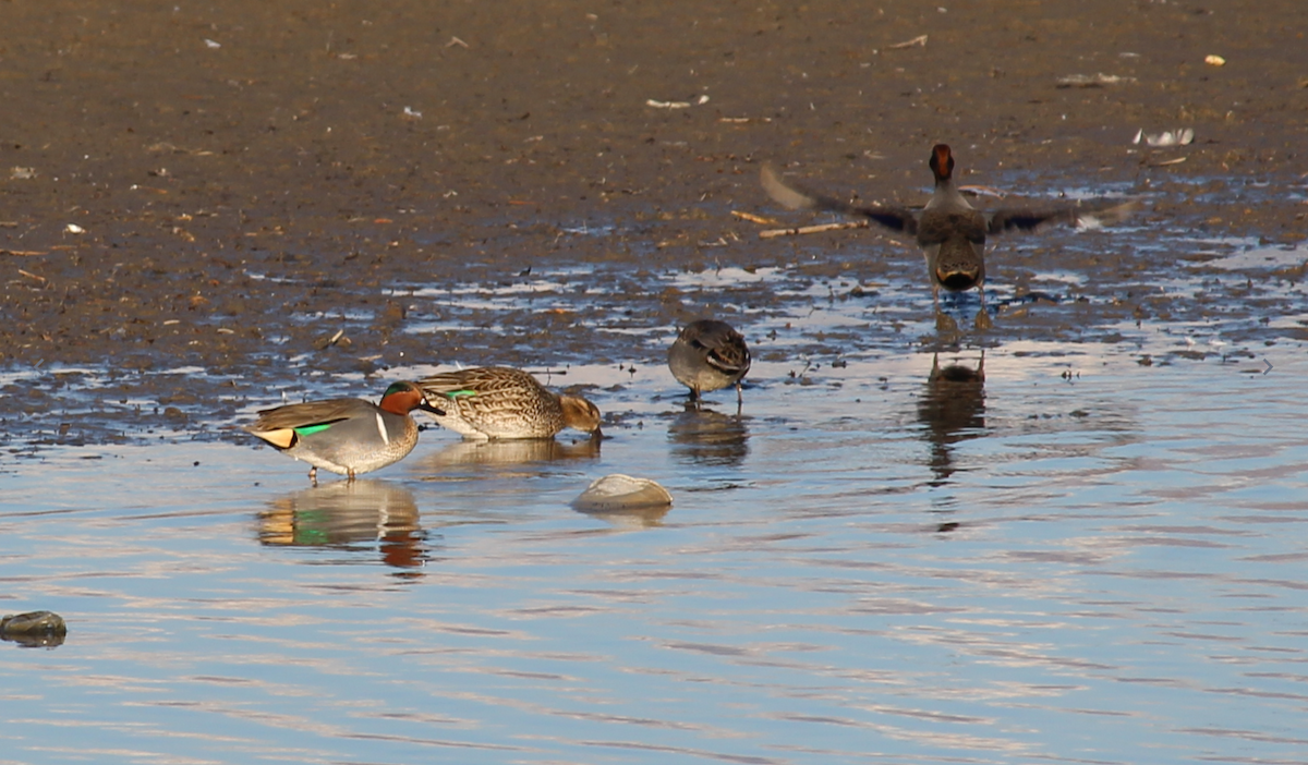 čírka obecná - ML649108928