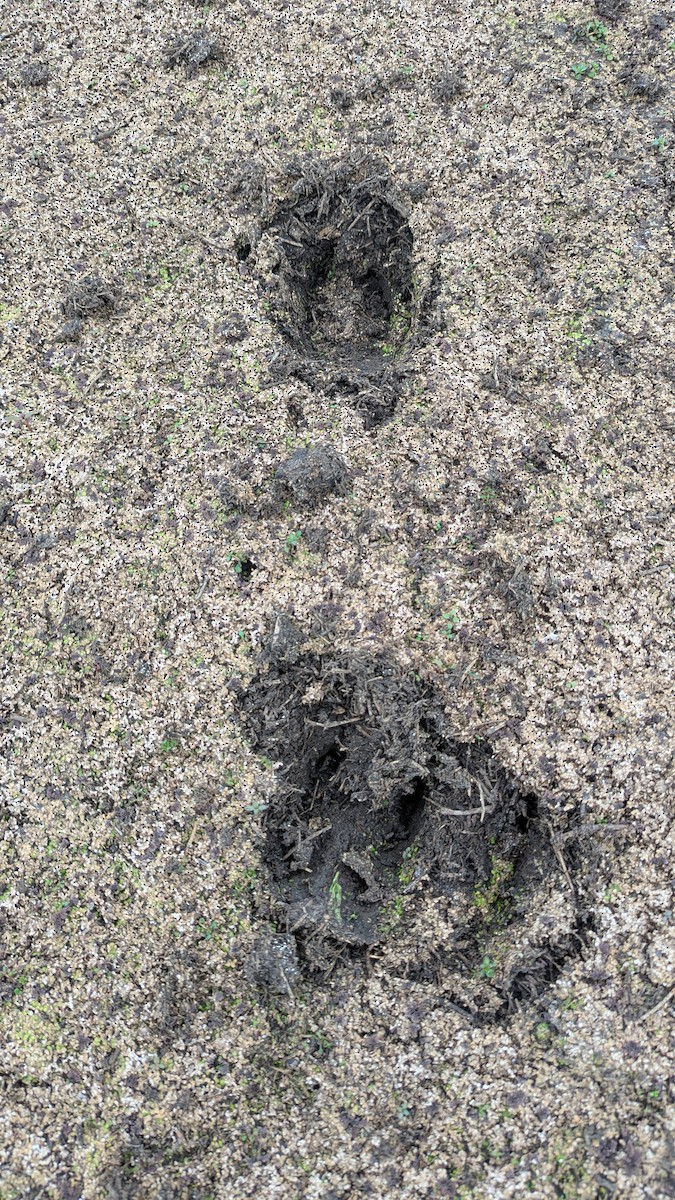 Wild Boar - ML649108939