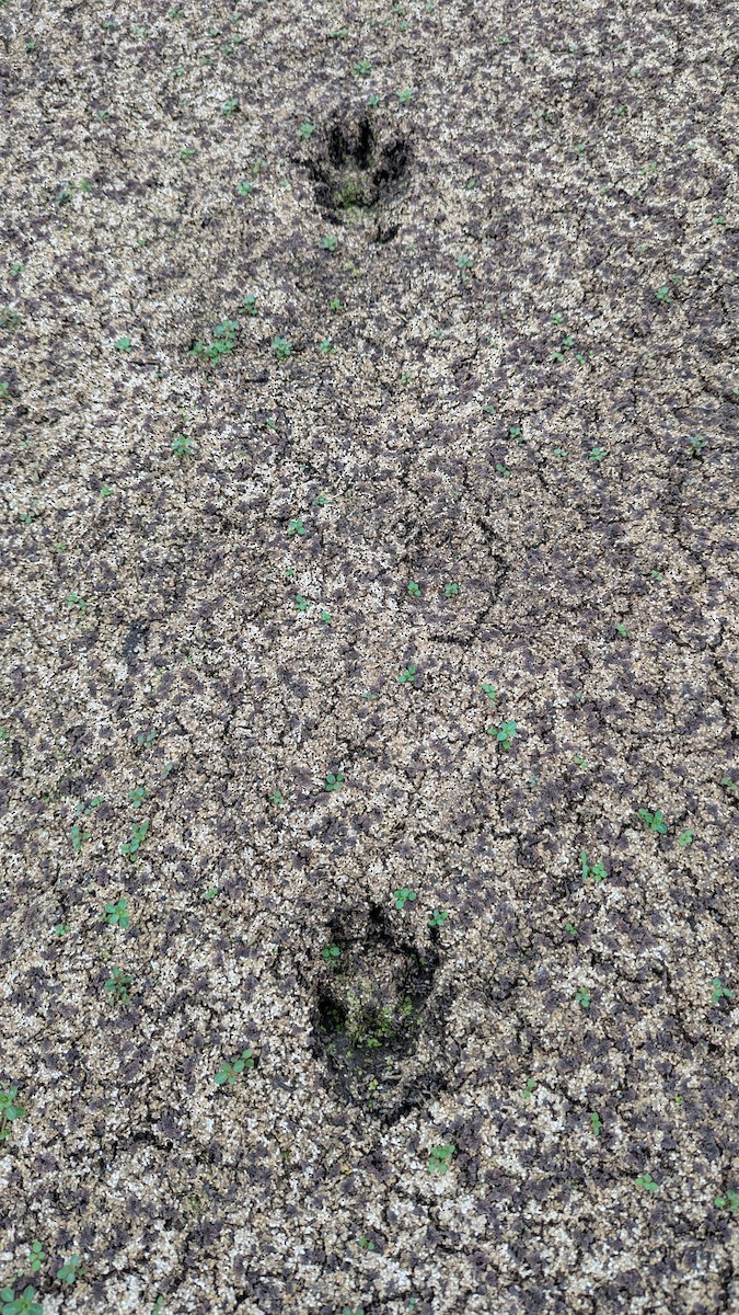 Canids - ML649108940