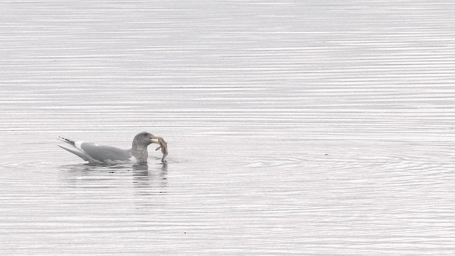 שחף בלתי-מזוהה - ML649108946