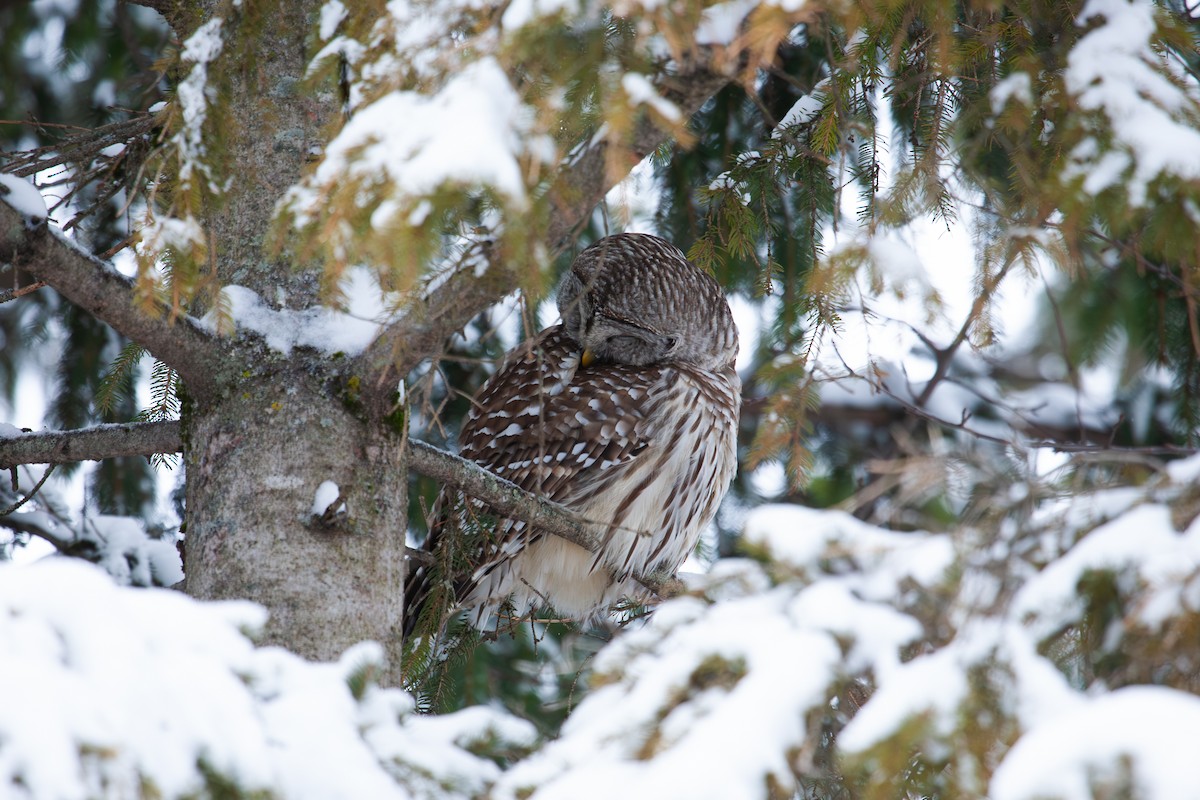 Barred Owl - ML649108986