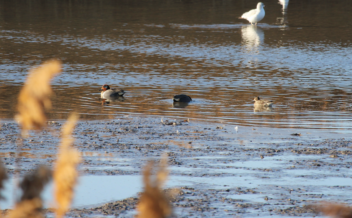 čírka obecná - ML649108995