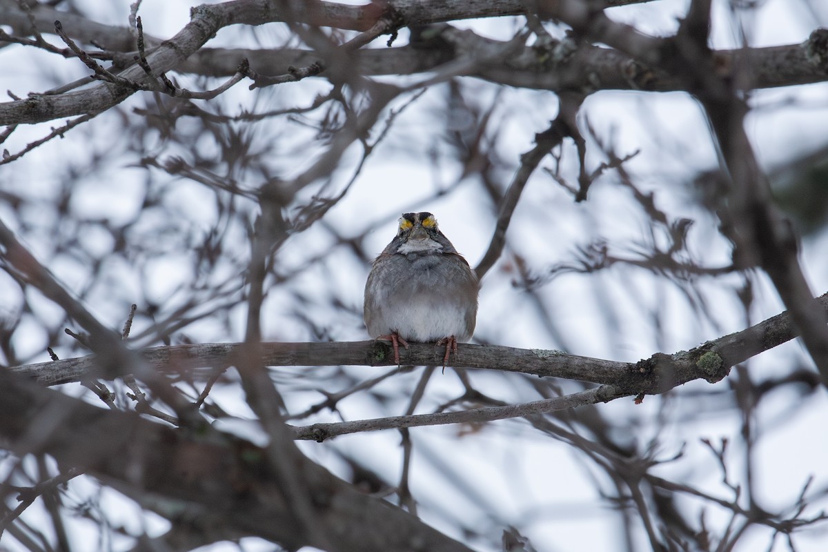 White-throated Sparrow - ML649109026
