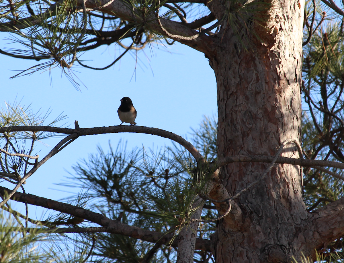 strnadec zimní - ML649109063